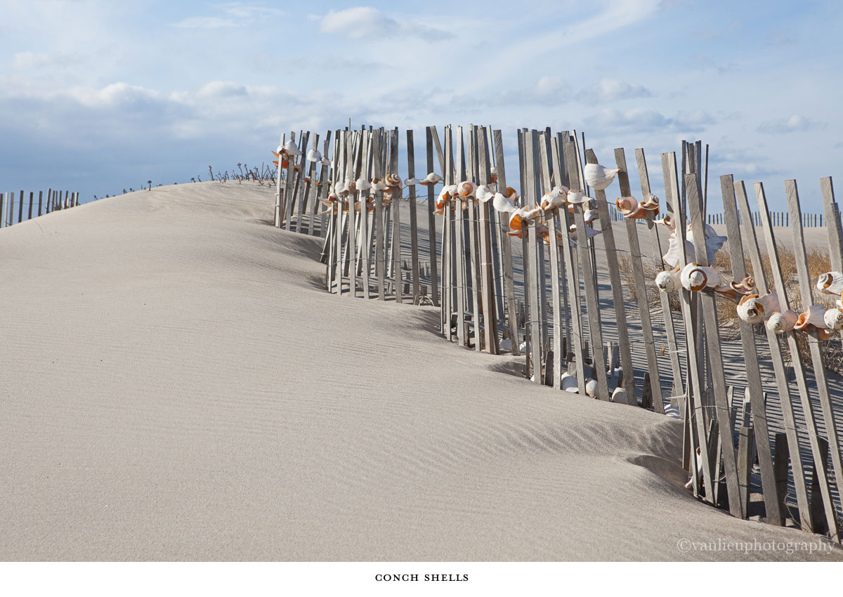 Dunes| Nantucket | Van Lieu Photography 1