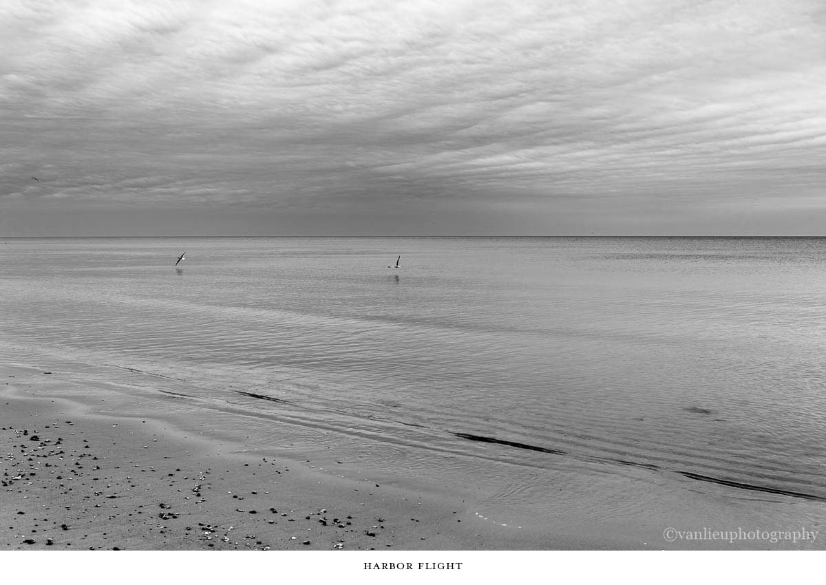 Nature| Nantucket | Van Lieu Photography 10