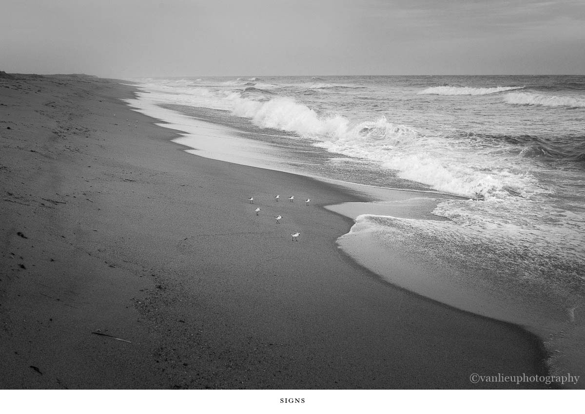 Nature| Nantucket | Van Lieu Photography 11