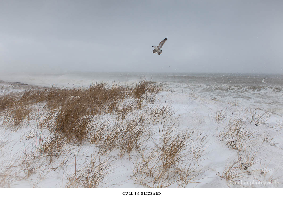 Nature| Nantucket | Van Lieu Photography 5