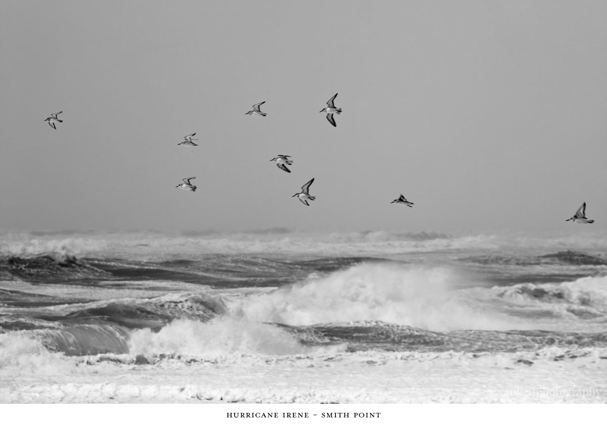 Nature| Nantucket | Van Lieu Photography 6