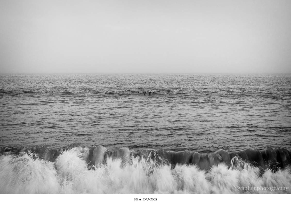 Nature| Nantucket | Van Lieu Photography 7
