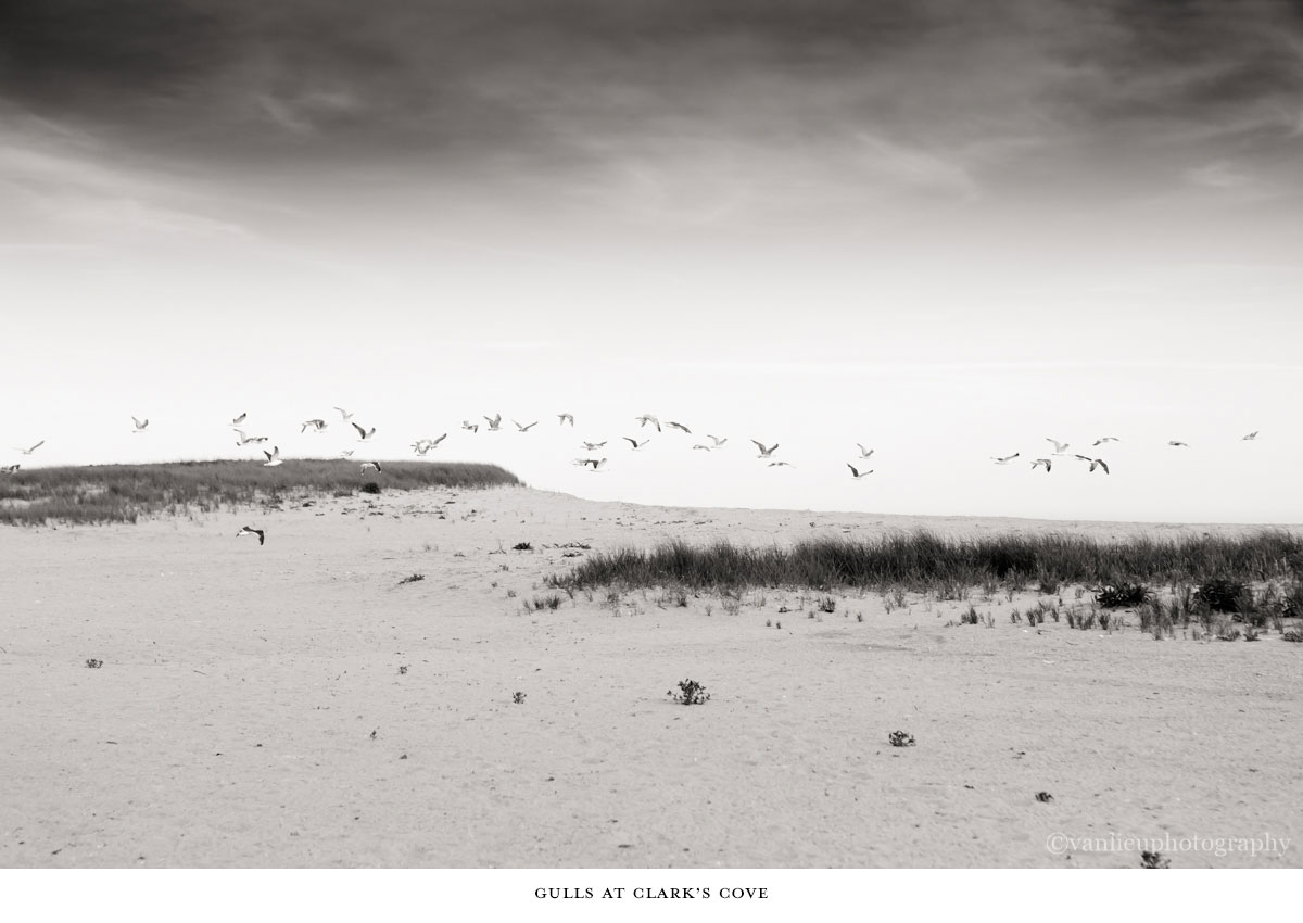 Nature| Nantucket | Van Lieu Photography 8