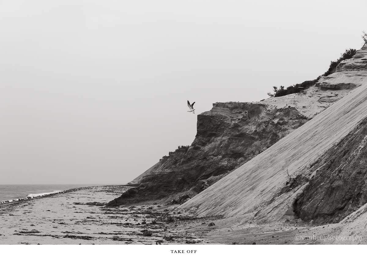 Nature| Nantucket | Van Lieu Photography 9