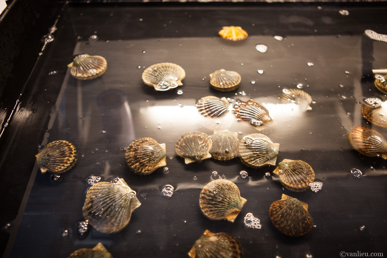 shellfish-5
