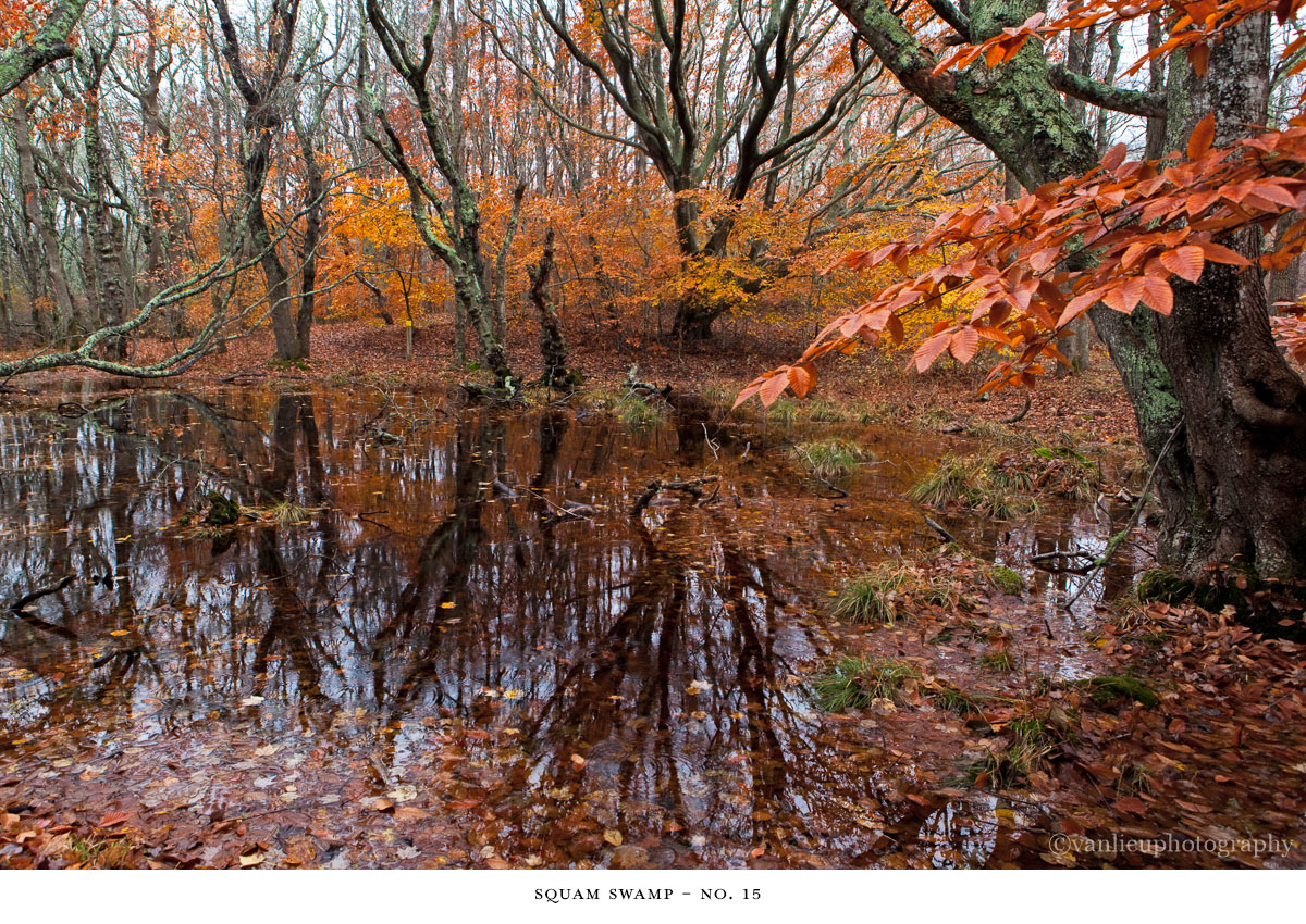 Squam Swamp| Nantucket | Van Lieu Photography 15