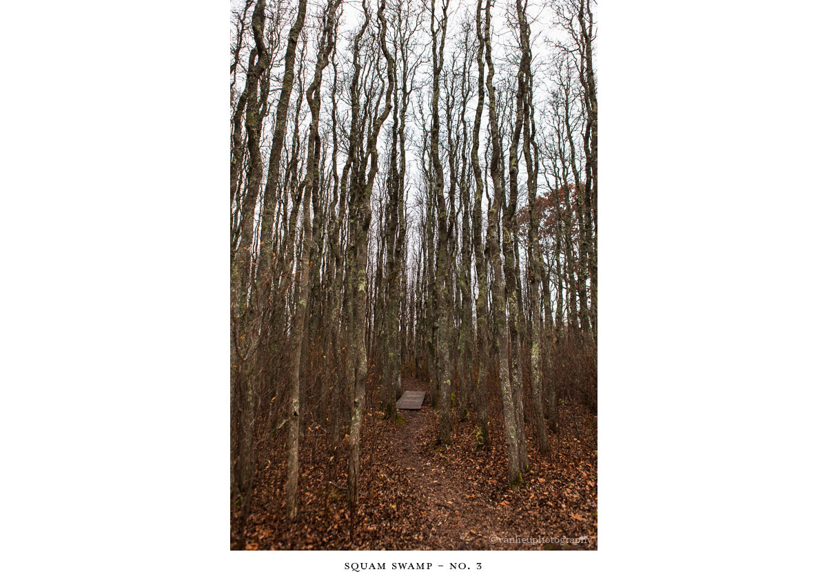 Squam Swamp| Nantucket | Van Lieu Photography 3
