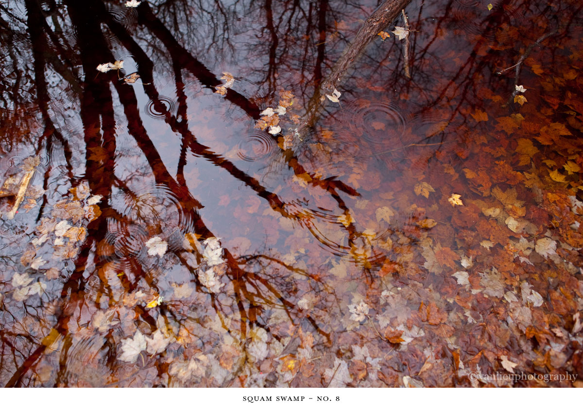 Squam Swamp| Nantucket | Van Lieu Photography 8